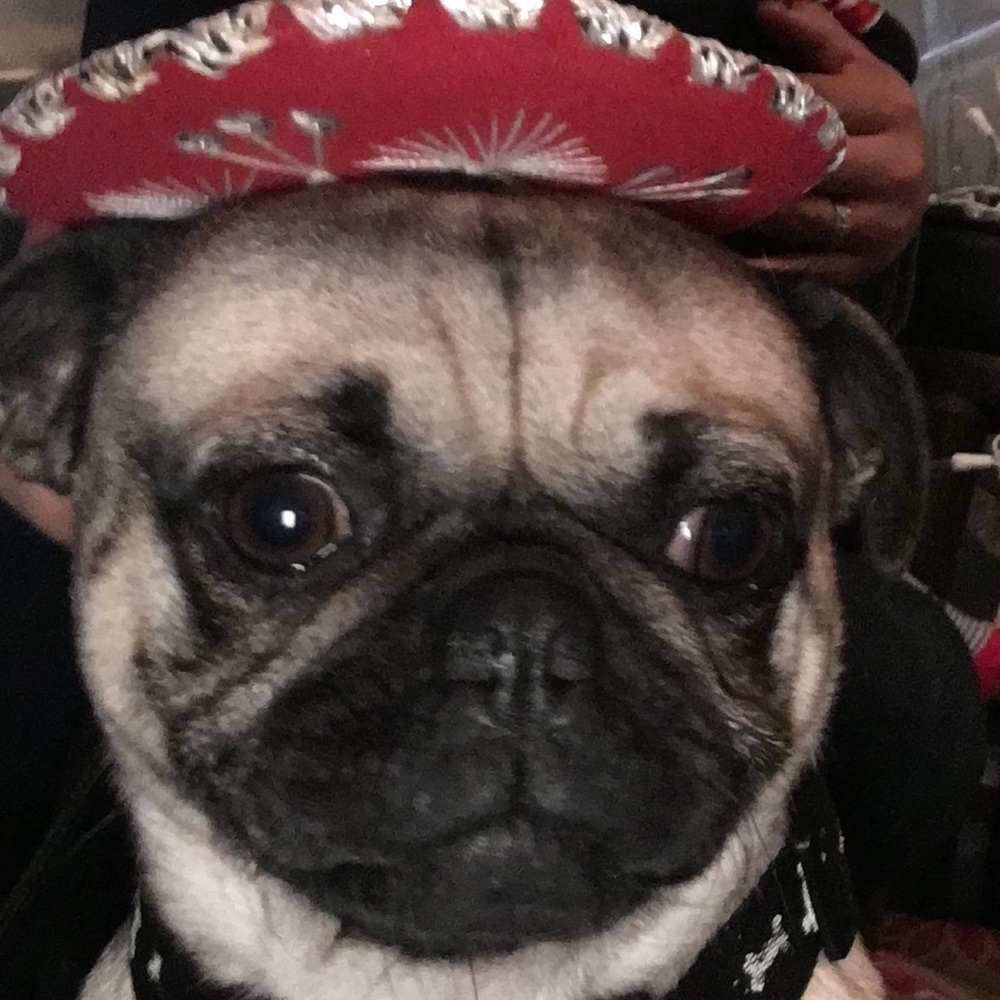 Meet your Posher, Lluz